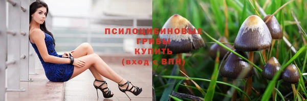 стаф Медногорск